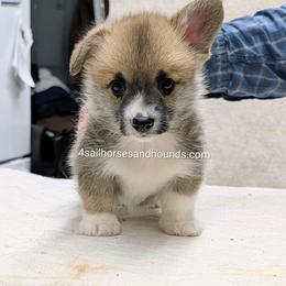 Ginger Little male - Red male Pembroke Welsh Corgi puppy in Franklin, Indiana from 4 Sail Quarter Horses and Hounds