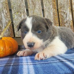 Girl 1 - Slate Border Collie puppy in Conway, Missouri from Cook Family Farms