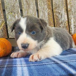 Girl 1 - Slate Border Collie puppy in Conway, Missouri from Cook Family Farms