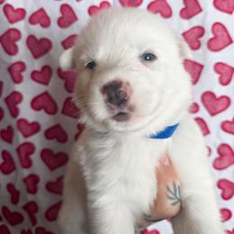 Blue collar - White male Siberian Husky puppy in Solon Springs, Wisconsin from Snowfall Siberians