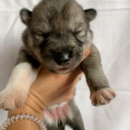 Siberian Husky Puppies from SoFlo Siberians