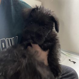 Miniature Schnauzer Puppies from Mini Schnauzers for Life