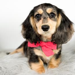 Red Bow - Dapple male Dachshund puppy in Moses Lake, Washington from Evergreendox Dachshunds