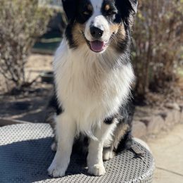 Gordy - Australian Shepherd