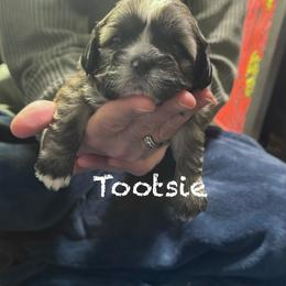 Tootsie - Brindle female Lhasa Apso puppy in Waterford, Connecticut from Floofie Butts