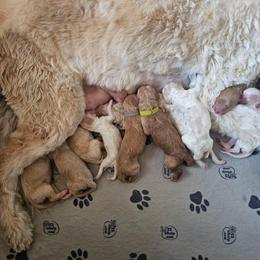 Green collar - Red  male Goldendoodle puppy in Seffner, Florida from Gold Diamond Pup