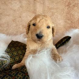 Leif - Cream male Poodle puppy in Detroit Lakes, Minnesota from Pickerel Pups