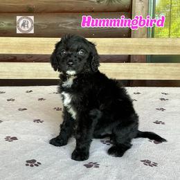 Hummingbird - Black and white female Bernedoodle puppy in Banner Elk, North Carolina from Walnut Tree Bernedoodles