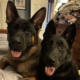 German Shepherd puppies from Rusak Shepherds / Wiley Hill Shepherds