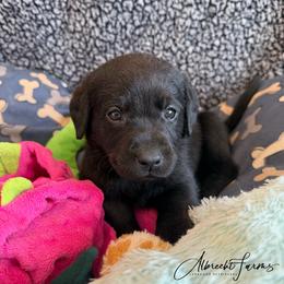 Teal Girl - Black female Labrador Retriever puppy in Colorado from Albrecht Farms Labrador Retrievers