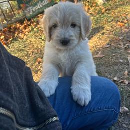 Ghost - male Golden Mountain Doodle puppy in Calhan, Colorado from Snowy Goldens LLC