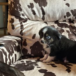 BTF - Black tri female Toy Australian Shepherd puppy in Lexington, Nebraska from Osborne's Aussies