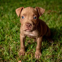 Taffy - Brown female American Bully puppy in El Dorado, Arkansas from KO Dynasty Kennels