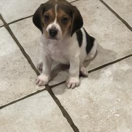 Beagle Puppies from Beech Grove Beagles