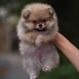 Girl 1 - Orange sable female Pomeranian puppy in Denver, Colorado from Diana's Pomeranians