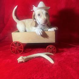 RIFLE long ears - Cream male Dachshund puppy in Polo, Missouri from Blue Tails Farm