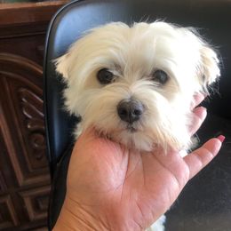 Charlie - Maltese