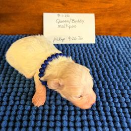 Austin - Parti male Maltipoo puppy in Lawrenceburg, Tennessee from LUV Poodles and Maltipoos