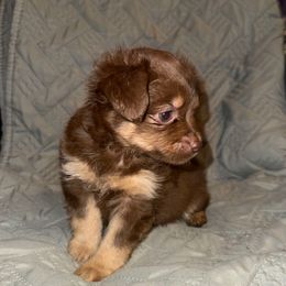 Stitch - Chocolate and tan male Chihuahua puppy in Starkville, Mississippi from Kimberly’s Heavenly Puppies