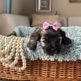 Miniature Schnauzer Puppies from LIZ FANCY SCHNAUZERS