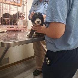 Beau - Tri-color male Bernedoodle puppy in Lafayette, Alabama from Williams Lake Kennels