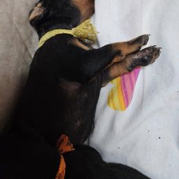 Girl 2 - Manchester Terrier puppy in Washington from Spirit Kennels