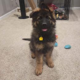 German Shepherd Puppies from Vom Wolfgang Roma Kennels