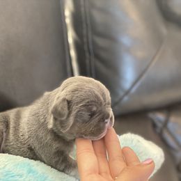French Bulldog Puppies from Frenchie Paws