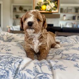 Pink Collar - Apricot female Goldendoodle puppy in Indiahoma, Oklahoma from Farm Fresh Doodles