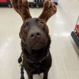Labrador Retriever Puppies from Rose Gold Retrievers