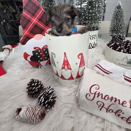 Scrappy (Blue) - Salt and pepper male Miniature Schnauzer puppy in Titusville, Florida from Alysha's Grandbabies