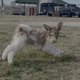 Rocket - Red merle male Aussiedoodle puppy in Springfield, Missouri from Doodle Dandy Bernedoodles & Aussiedoodles