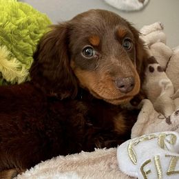 Dachshunds from RM Miniature Dachshunds