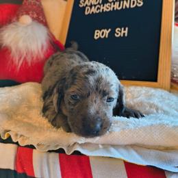 Toad - Dapple male Dachshund puppy in Rosanky, Texas from Sandy Creek Minatare Dachshunds