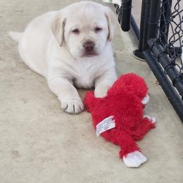 Labrador Retriever Puppies from Pure Gem Kennel