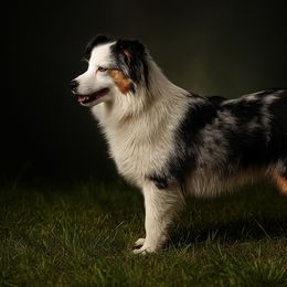 Stella - Miniature American Shepherd