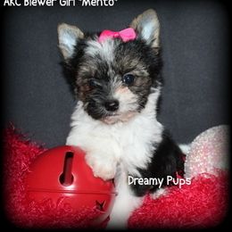 AKC Biewer Girl Mento - Black tan and white female Biewer Terrier puppy in Kennesaw, Georgia from Dreamy Pups