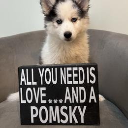 Miley - Black and white female Pomsky puppy in Henderson, Kentucky from Paris Pomskies