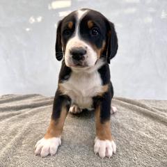 Purple - Black, white and red female Greater Swiss Mountain Dog puppy in Pasadena, California from Park Place Swissys