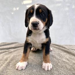 Purple - Black, white and red female Greater Swiss Mountain Dog puppy in Pasadena, California from Park Place Swissys