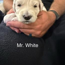 Mr. White - Cream male Goldendoodle puppy in Powder Springs, Georgia from Ski Family Doodles