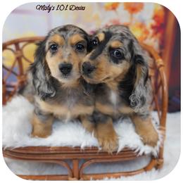 Dachshund Puppies from Misty's 101 Doxies