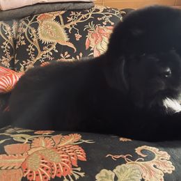 Newfoundland Puppies from CBN