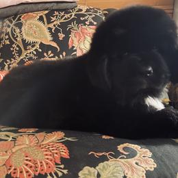 Newfoundland Puppies from CBN