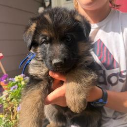 Valor-blue collar - Black and red male German Shepherd puppy in Ronan, Montana from Semper Fi K9 Montana