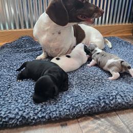 Girl 2 - Black female Dachshund puppy in Farmerville, Louisiana from Hancock House of Basset Hounds & Mini Dachshunds