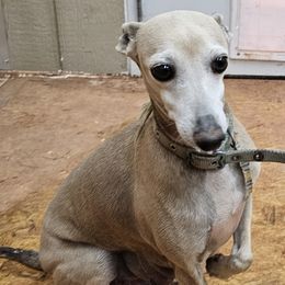 Ivy - Italian Greyhound