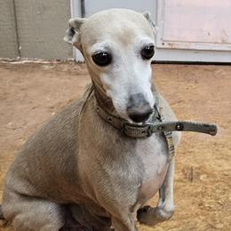 Ivy - Italian Greyhound