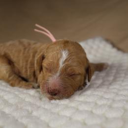 Juliet (Salmon Collar) - Cream female Goldendoodle puppy in Palmetto Bay, Florida from SOMIDOODLES