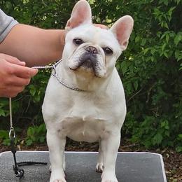 Sofia - French Bulldog